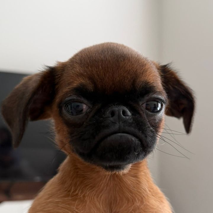henrythegrumpygriffon
