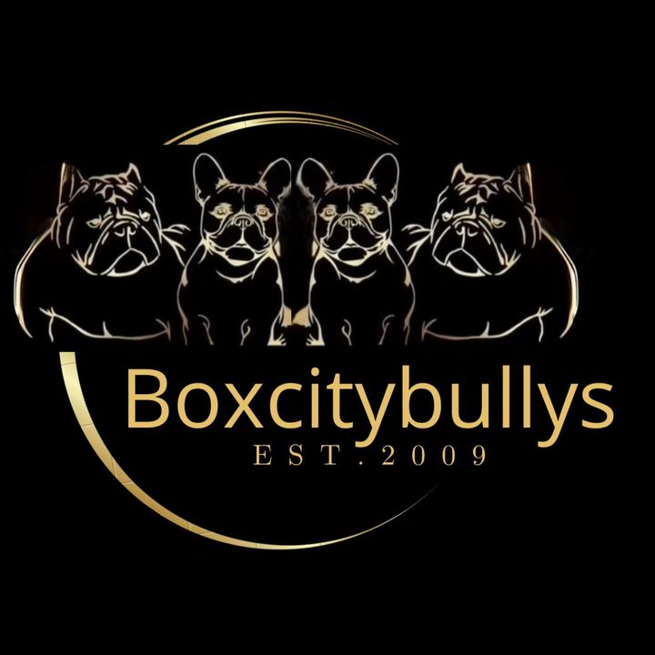 boxcitybullys