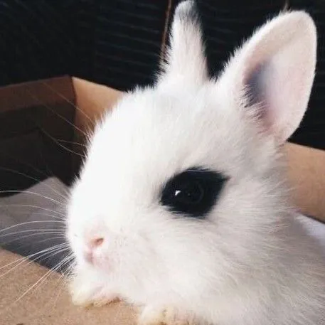 bunnyfetus