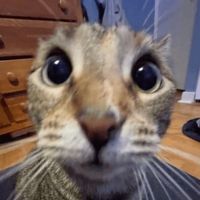 dehypnotize