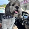 nemotheshihtzu