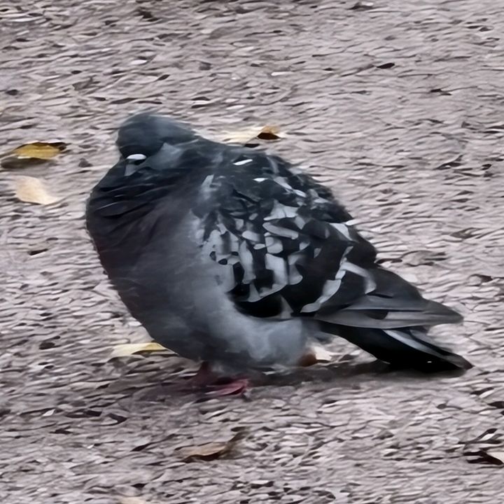 uglycabron
