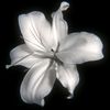 5150.rayna