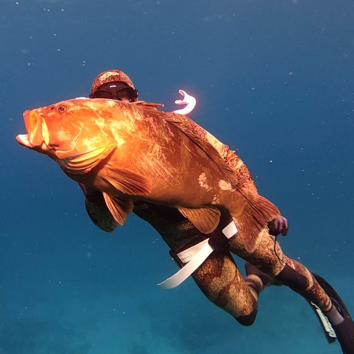 phish_fillet