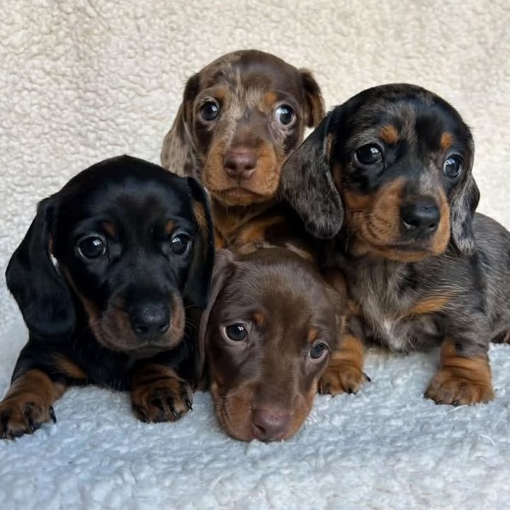dachshundhome440